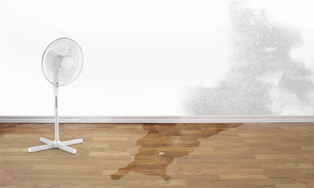 Best Professional water damage repair  in Belford, NJ