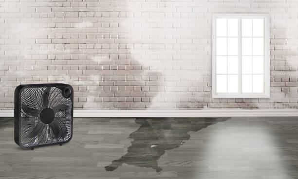 Best Carpet water damage restoration  in Belford, NJ